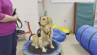 ‘Gus’ the therapy dog captures hearts at White Cloud Elementary