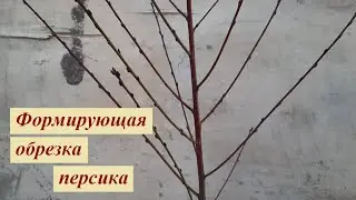 Как формировать и обрезать персик