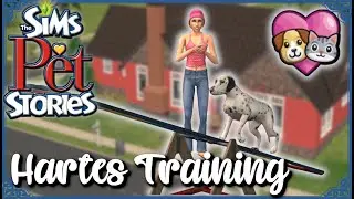 Eine ganz besondere Hundeschule 🐶 Die Sims 2 - Tiergeschichten - Alice #02