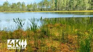 Morning in the forest. A walk through the pine forest along the lake. Birdsong in the forest | 4K