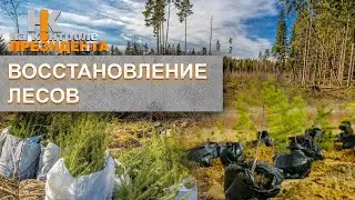 Лесовосстановление: как сохранить природное богатство Беларуси? На контроле Президента