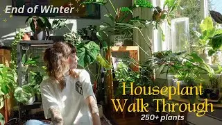 🌿 houseplant collection walk through before spring! updates on repots, blooms, etc. (250 plants)