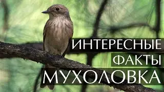 Птица мухоловка - интересные факты