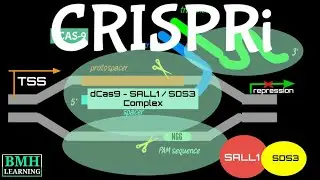 CRISPRi | CRISPR Interference |