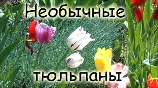Тюльпаны: виды и названия