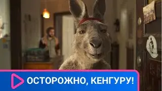 НЕОБЫЧНОЕ ЖИВОТНОЕ ВТОРГАЕТСЯ В ДОМ И В ЖИЗНЬ ЗАСТЕНЧЕВОГО ПАРНЯ! Осторожно, Кенгуру! ЛУЧШИЕ ФИЛЬМЫ.