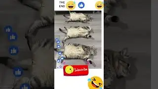 cat fails Funny Video 