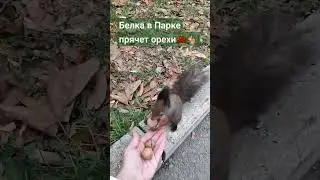 Белка в Парке❤️ Как она прячет орехи🐿️🌰❤️