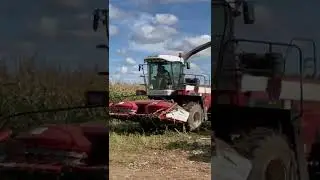 Кукуруза на силос (комбайн ДОН + трактор Терион) 