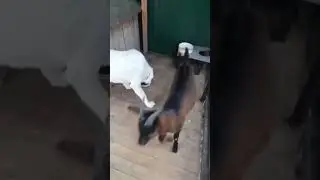 Необычные друзья
