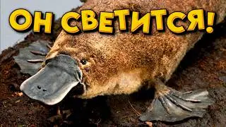 Эти животные светятся! Утконос, хамелеон, скорпион