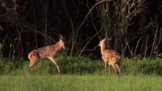 Дикая природа Беларуси. Wildlife Belarus   2015