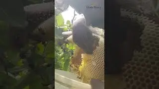 Malaithean Collecting full video || Honey Hunting || Tamil