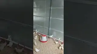 Новые жители
