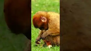 Cute hungry monkey in the nearby field  #animals #cutemonkey