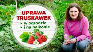 Truskawki w ogrodzie i na balkonie - kiedy i jak sadzić, jak uprawiać truskawki?