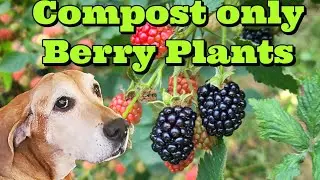 Compost Only Berry Plants