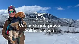 Vår første jaktprøve - Saltfjellprøven - Fuglehundfeber Ep8