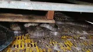 Raise Snake For Commercial Purpose To Earn Money