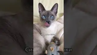 Самые дружелюбные кошки 😻😻 