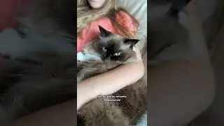 Ни в коем случае не делайте этого со своей кошкой! 🙀