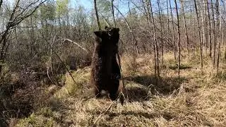 Обычное времяпровождение медведицы с сыном.