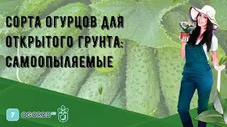 Сорта огурцов для открытого грунта: самоопыляемые