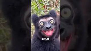 Самое опасное животное на земле 😬