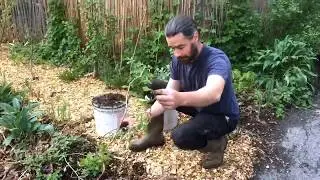Hardy Kiwi - Easy Propagation Technique
