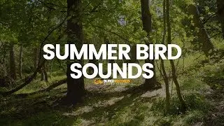 Bird Sounds | Nature Birds Noises | Royalty Free Sound Effect