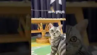 猫舍退役了一只猫咪   西瓜视频 #012