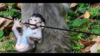 Baby Monkey Got Bit By Big Red Ant. MV 0165