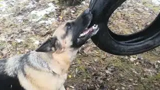 В нашем парке на прогулке. Фас, Берта и Барон!