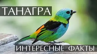 Танагра - интересные факты (Звуки, Фото, Видео)