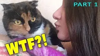 ХЭЛЛОУИНСКИЙ КОТ HALLOWEEN GRUMPY CAT and his CUTE GIRL mistress part 1