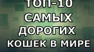 ТОП-10 САМЫХ ДОРОГИХ КОШЕК В МИРЕ™