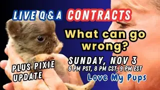 Love my pups live contracts & Pixie