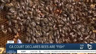 Fact or Fiction: California court declares bees are fish?