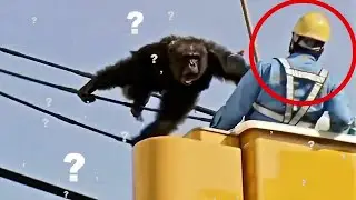 Камерага Тушиб Колган Хайвонларнинг Дахшатли Харакатлари