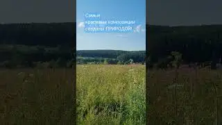 Самые красивые композиции! #сад #дача #garden