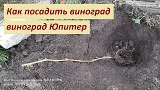 Посадка винограда Юпитер
