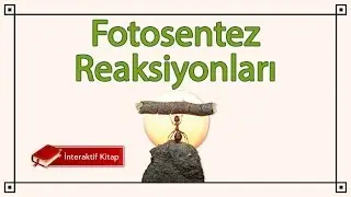 AYT Biyoloji | Fotosentez Reaksiyonları 