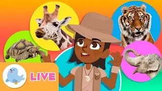 🔴 LIVE 🐬🐘 ANIMALS 🦓🐯 Animals for Kids