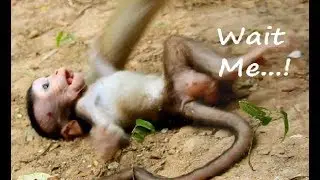 So So Pity ! Toni fall feel scare lost Mom Why Tara run leave baby verry fast like this.