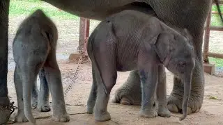 Rare twin elephants born in southern Myanmar | AFP