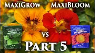 MaxiGrow vs MaxiBloom (Flowers) EP5 | MarsHydro FC-E 3000