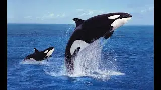 Интересные факты о касатках(Interesting facts about killer whales).
