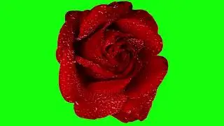 Red Rose Green screen Background | Green Screen Rose effects | Green Screen Red Rose Flower 🌹