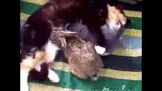Кошка кормит крольчонка!