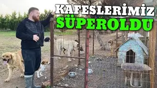 KÖPEKLERE YENİ KAFESLER HAZIRLADIM!